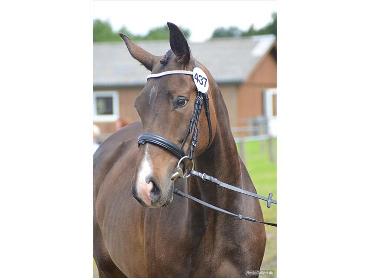 {{currentPhoto.altText}} billede {{currentPhoto.number}}