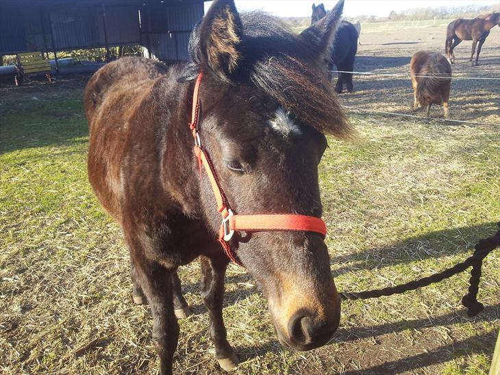 {{currentPhoto.altText}} billede {{currentPhoto.number}}