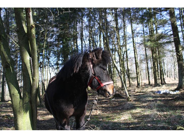 {{currentPhoto.altText}} billede {{currentPhoto.number}}