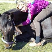 Hollandsk Sportspony Egano.