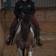 Paint Kibler´s Elvira