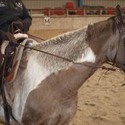 Paint Kibler´s Elvira