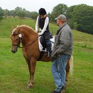 Haflinger Starbo's Aslan