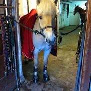 Fjordhest Babett Bindernæs