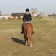 Tysk Sportspony AJ Melli's Janice