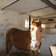 DSP zindy ( min egen) ( dressuer stjernen)