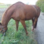 Anden særlig race argo [låne hest]