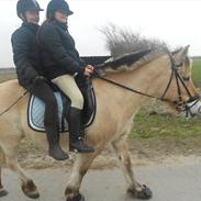 Fjordhest Amigo R.I.P. (Himmelhest)