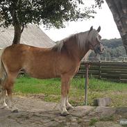 Haflinger Cindi