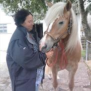 Haflinger Cindi