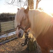 Haflinger Cindi