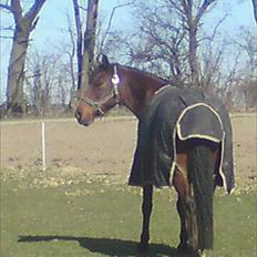 Anden særlig race Javana