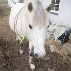 Anden særlig race Sunshine 