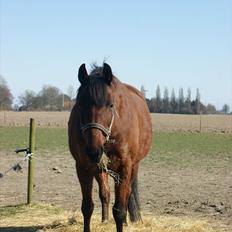Anden særlig race Javana