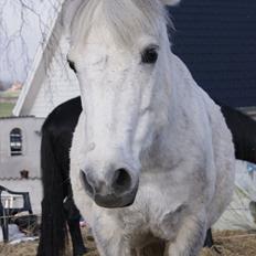 Anden særlig race Sunshine 