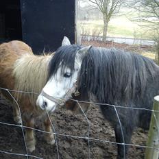 Welsh Mountain (sec A) Teglgårdens Azurra