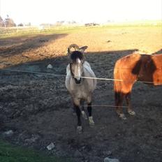 Welsh Pony af Cob-type (sec C) Fanny Af Sønderbo