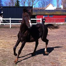 Sportsaraber (A) Sierra Bint Sarakah