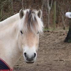 Fjordhest Højgaards Hjalte