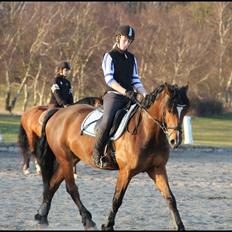 Welsh Cob (sec D) Lesto Dalton