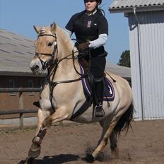 Fjordhest Puk AkA Hyper ungen! *Tid. Låne*