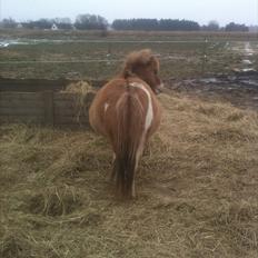 Pinto Doheema Snuske PIN 596 **BROVANG** SOLGT !