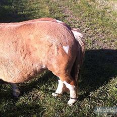 Pinto Doheema Snuske PIN 596 **BROVANG** SOLGT !