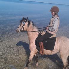 Anden særlig race Mister Surprice ( Solgt)