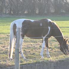Amerikansk Paint Pony Hawthorns Rosalee