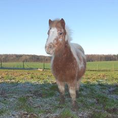Anden særlig race Little Miss Layla
