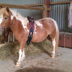 Anden særlig race Little Miss Layla
