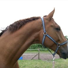 Dansk Varmblod Tjørnelunds Lamborghini