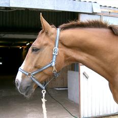 Dansk Varmblod Tjørnelunds Lamborghini