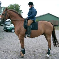 Dansk Varmblod Tjørnelunds Lamborghini