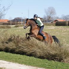 New Forest Ladegaardens Prodian »Kaspa«
