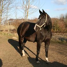 Dansk Varmblod Toscana