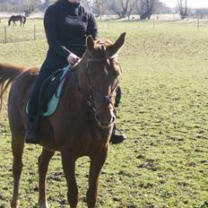 Anden særlig race Denise Springtime (solgt)