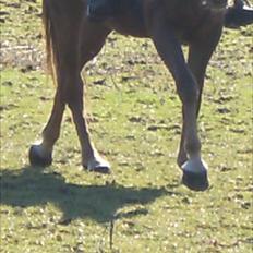 Anden særlig race Denise Springtime (solgt)