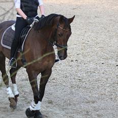 Dansk Varmblod Paso Double