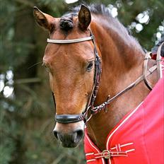 DSP Prins Orloff B-pony halv A-pony. (SOLGT)