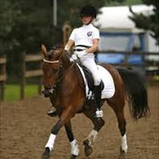 DSP Prins Orloff B-pony halv A-pony. (SOLGT)