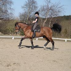 Dansk Varmblod Nicole