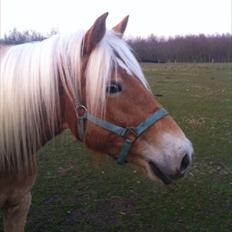 Haflinger Absalon Gasse