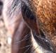 DSP Starhorse  line "fellini"
