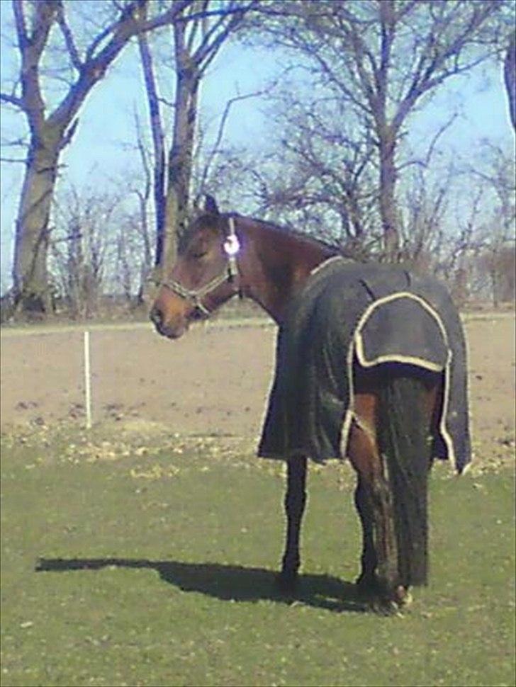 Anden særlig race Javana billede 1