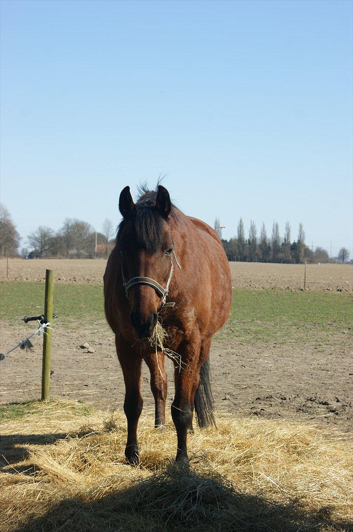 Anden særlig race Javana billede 3