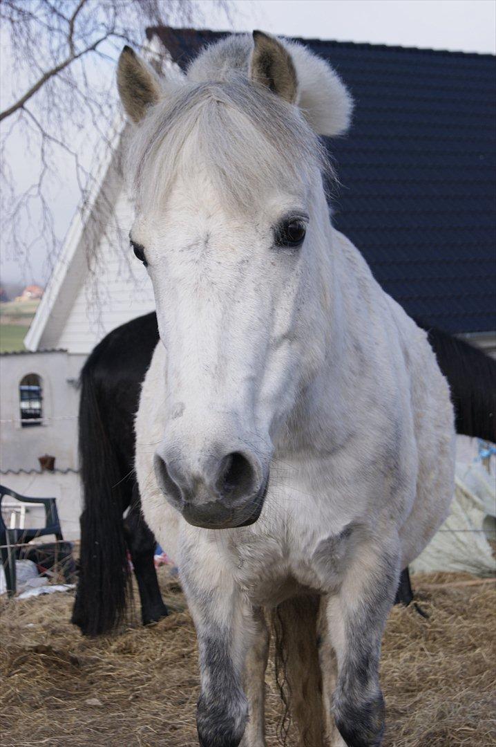 Anden særlig race Sunshine  billede 2