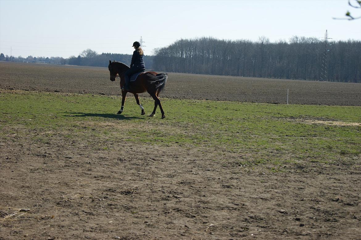 Anden særlig race Javana billede 4
