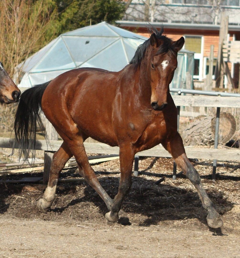 Anden særlig race Viggo ~ Sjæleven <3 - Sikke dog en lækker hest jeg har! :D<3 Foto: Sara Justenborg billede 9