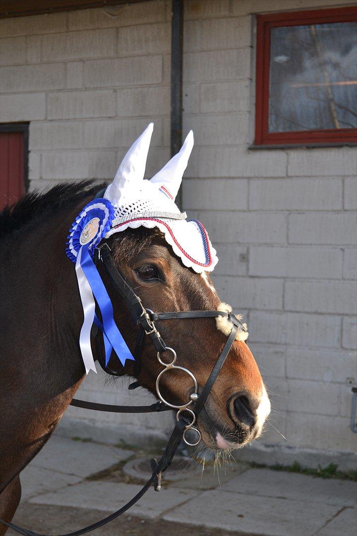 Anden særlig race Lulle-pigen - 18) Til hvores første Dikstrikt stævne 2 plads i LB*!!:-D<3<3 Foto: Mille C billede 18